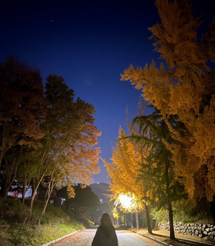 천안 독립기념관 단풍나무 숲길 힐링 축제 야간개장 데이트