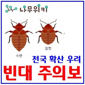  빈대 주의보 (feat. 전국확산) : 물린자국, 퇴치제약법, 살충제, 사진, 관련주, 짝짓기, 베드버그, 따뜻한침실, 출몰, 서식지, DDT