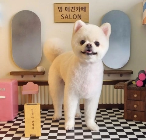 멍애견카페 사진 2