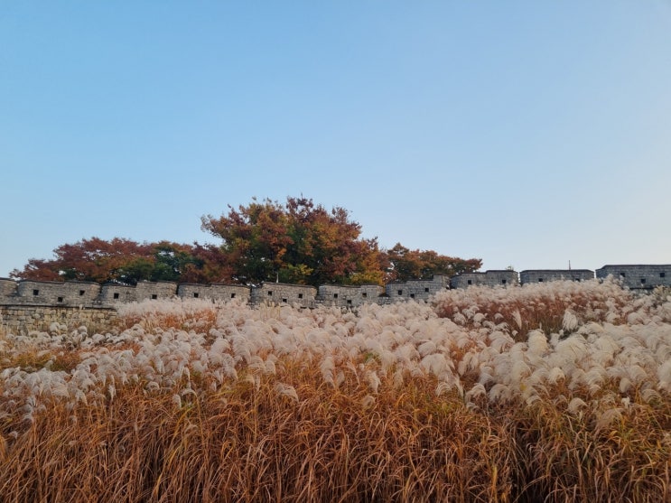  갈대 보러 오세요[수원 화성 행궁/화서문/화서공원]
