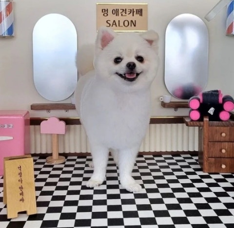 멍애견카페 사진 3