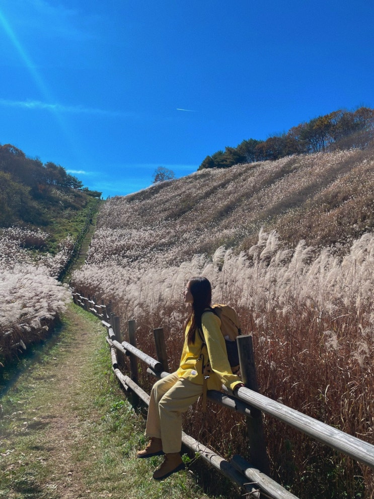 산행 추천 억새축제 정선 민둥산 (+안내산악회 <b>다음카페</b>산악회)