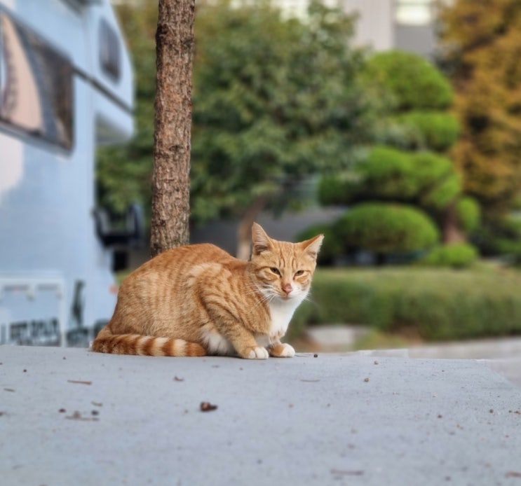  새끼 고양이 독립 2주 이제 어미가 하악질로 밀어내네요