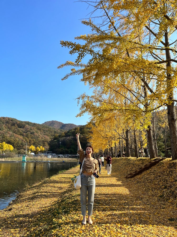  충청도 단풍명소 괴산 문광저수지 은행나무 절정 시기