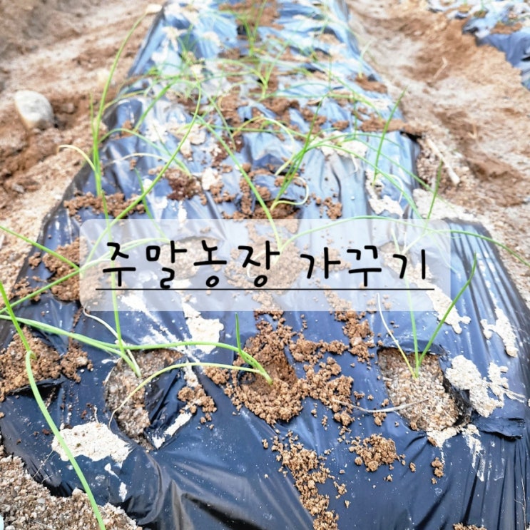 주말 일상 ( 텃밭 둘러보기, 수확, 제라늄 추첨 발표 )