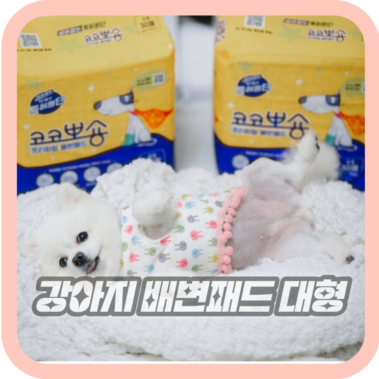  강아지 배변패드 위치 흡수력 좋은 대형 애견패드 코코뽀숑