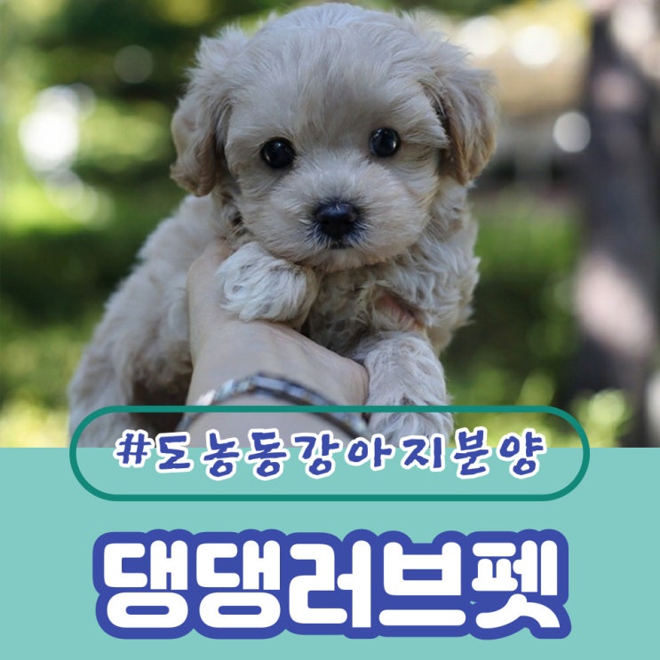  도농동강아지분양 안심이 되요