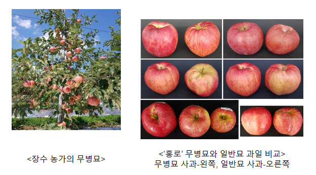 건강한 사과 묘목 재배하면 소득 높일 수 있어 건강한 사과 묘목 재배하면 소득 높일 수 있어