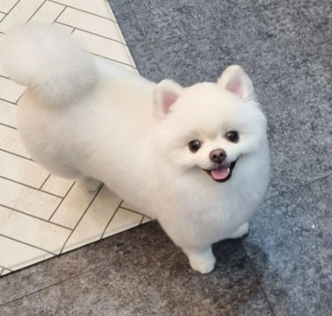 멍애견카페 사진 1