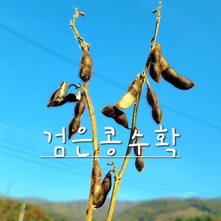  검은콩 수확 시기 쥐눈이콩 농사 완결편