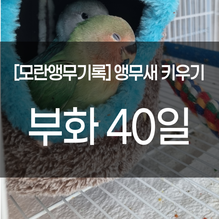 [모란앵무 기록] 앵무새 키우기 부화 40일 (앵집사 이유식을 먹이면 생기는 일)