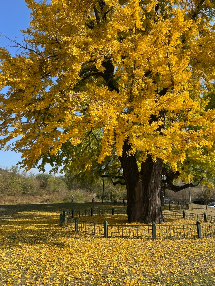 가을단풍명소 :: 세종 숭모각 세종리은행나무