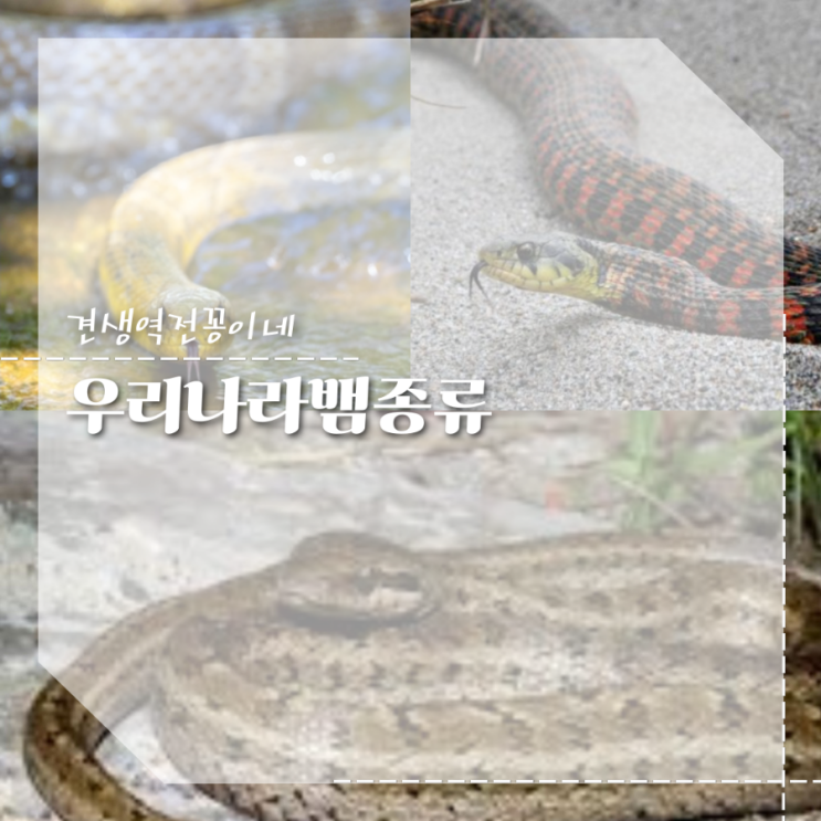  우리나라 뱀종류 누룩뱀 황구렁이 유혈목이