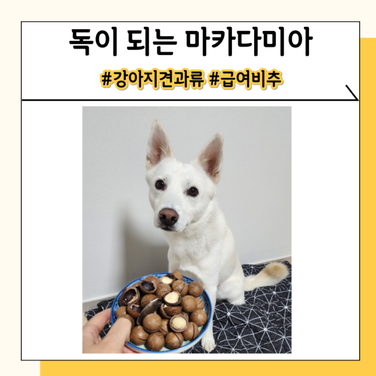 강아지 마카다미아 견과류 위험한 이유와 중독 증상 대처법 강아지 마카다미아 견과류 위험한 이유와 중독 증상 대처법