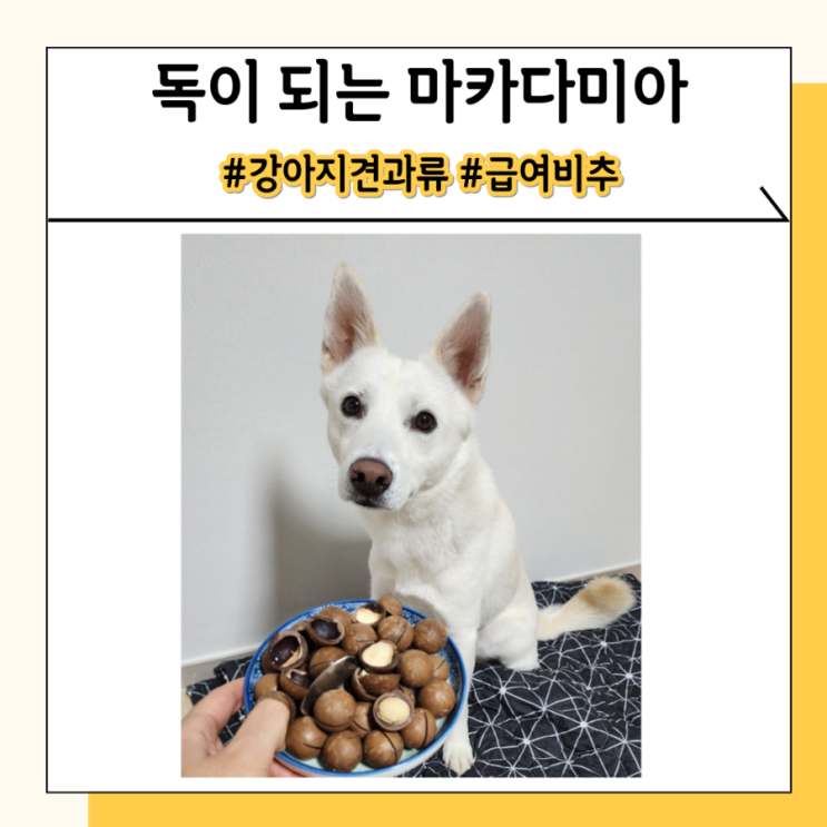 강아지 마카다미아 견과류 위험한 이유와 중독 증상 대처법