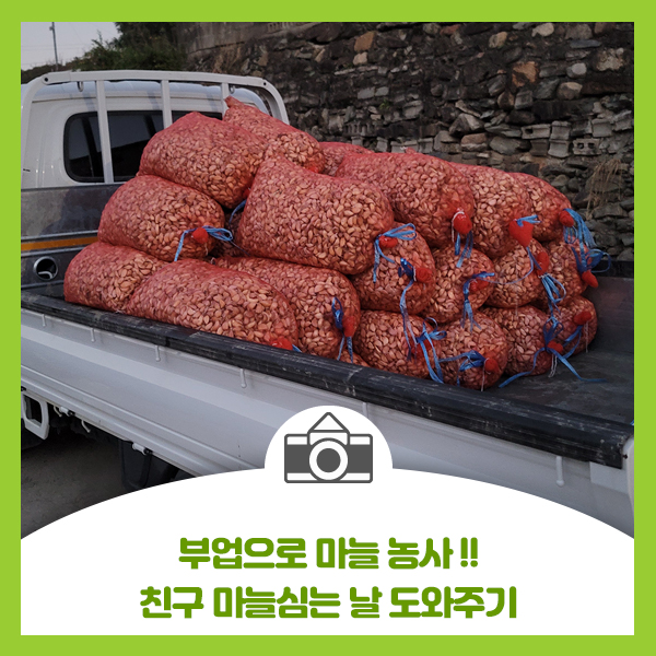  부업으로 마늘 농사!! 친구 마늘심는 날 도와주기