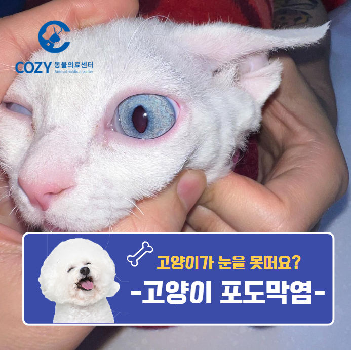  고양이 포도막염 충혈과 눈곱이 원인? 초기치료가 중요합니다.