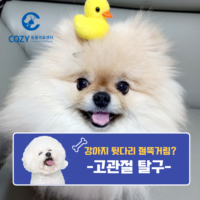  강아지 고관절탈구 수술 - 대퇴골두 절단술로 회복했어요!