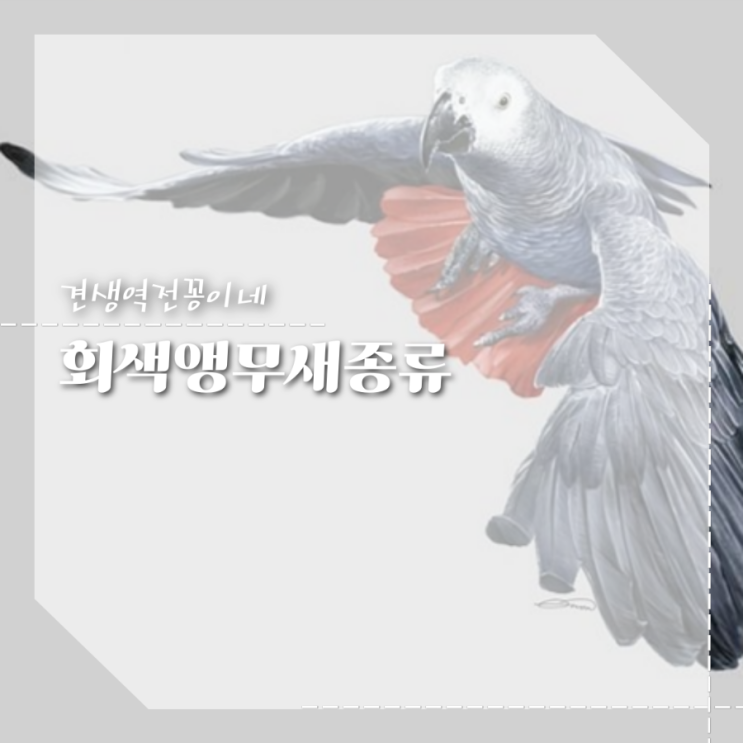  말하는 앵무새종류 회색앵무 수명 지능 앵무새키우기 주의점
