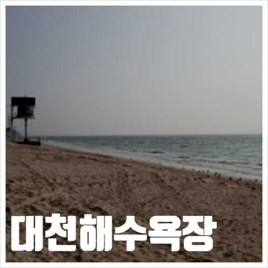  대천해수욕장 물멍이 유행이었담서