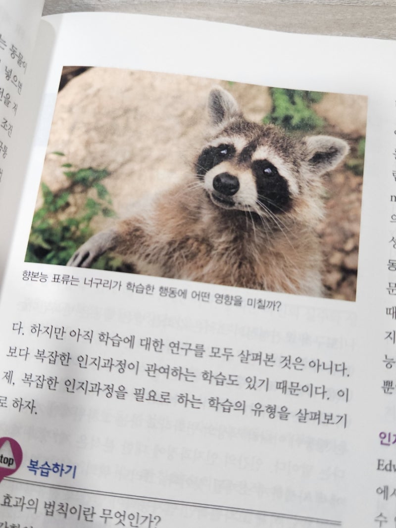 너구리 오동통!, image size:800x1067