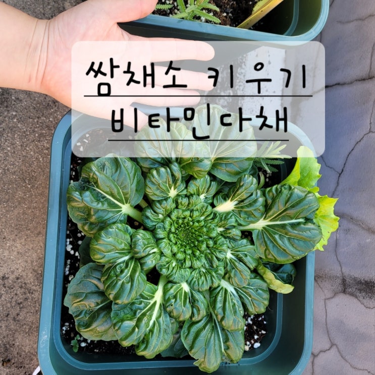  쌈 채소 키우기 비타민다채 소개해요