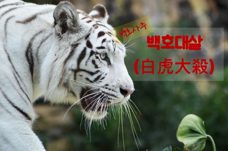  백호대살(白虎大殺)이란
