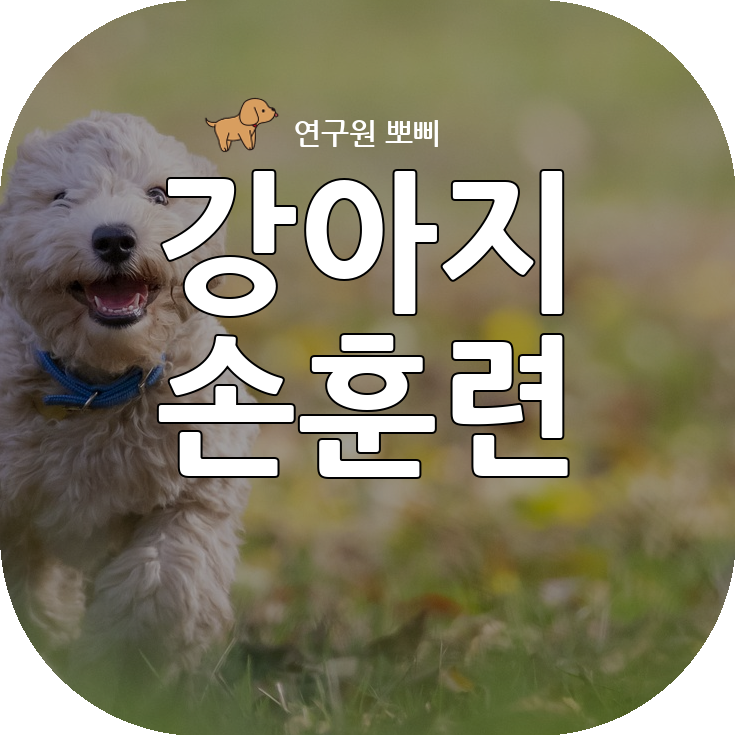  강아지 손 훈련 개인기, 2개월 강아지도 5분만에 성공한 꿀팁 공유
