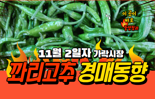  [경매사 일일보고] 11월 2일자 가락시장 꽈리고추 경매동향을 살펴보겠습니다!