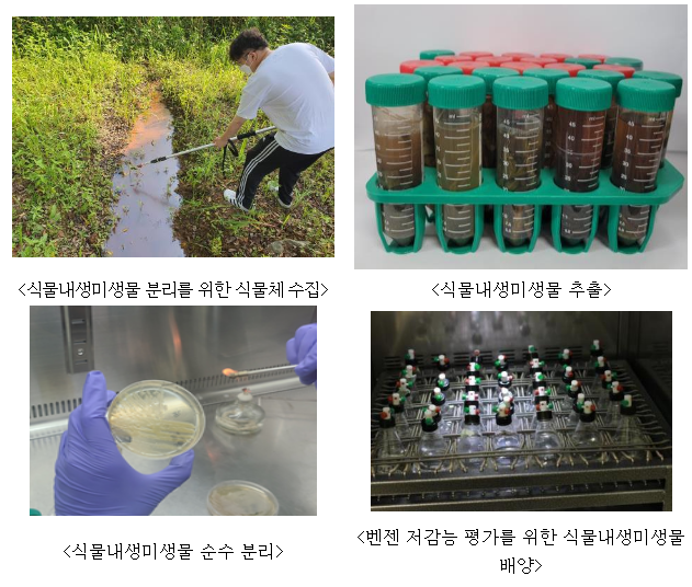 국립산림과학원, 유해 화학물질 벤젠 저감 능력 있는 식물내생미생물 발굴 국립산림과학원, 유해 화학물질 벤젠 저감 능력 있는 식물내생미생물 발굴