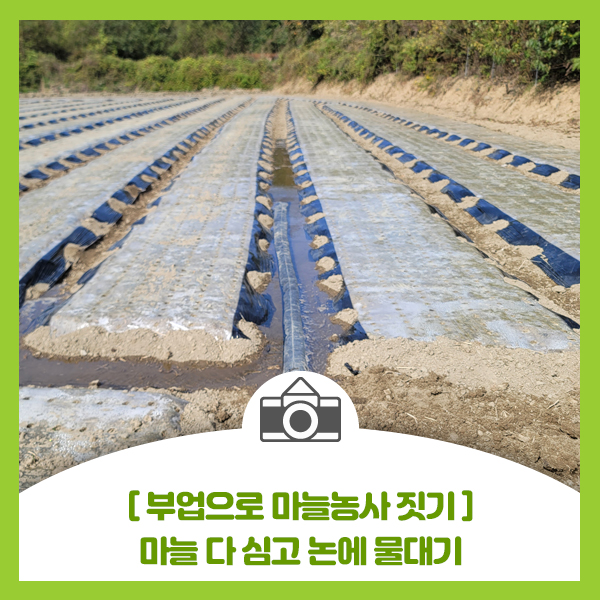  [ 부업으로 마늘농사 짓기 ] 마늘 다 심고 논에 물대기