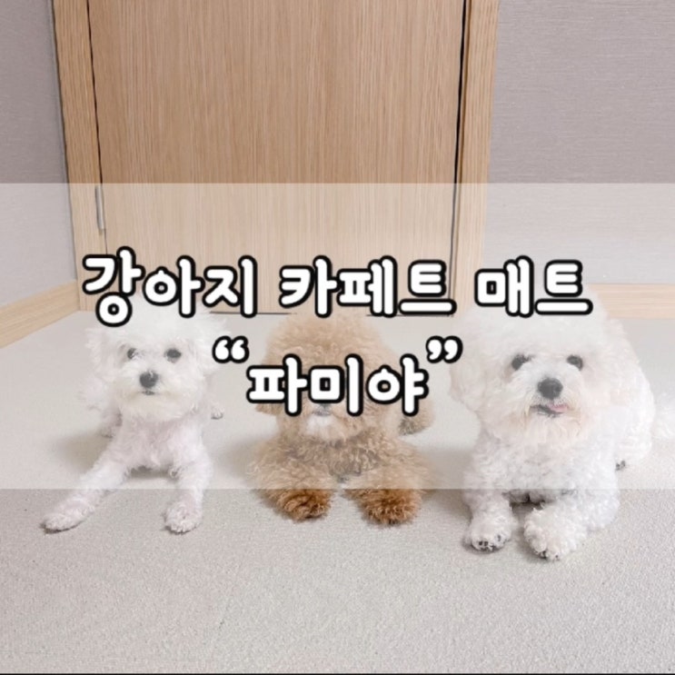  파미야 카메트 매트 / 파미야 셀프시공 카페트 매트 / 파미야 매트 / 카페트 매트 / 파미야 매트 추천 / 파미야 카페트 매트 추천 / 카페트 매트 추천 / 강아지 용품
