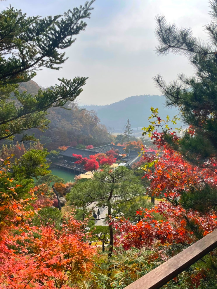  화담숲 단풍 후기 (주차팁, 10.31 화담숲 단풍 현황, 단풍 절정 시기)