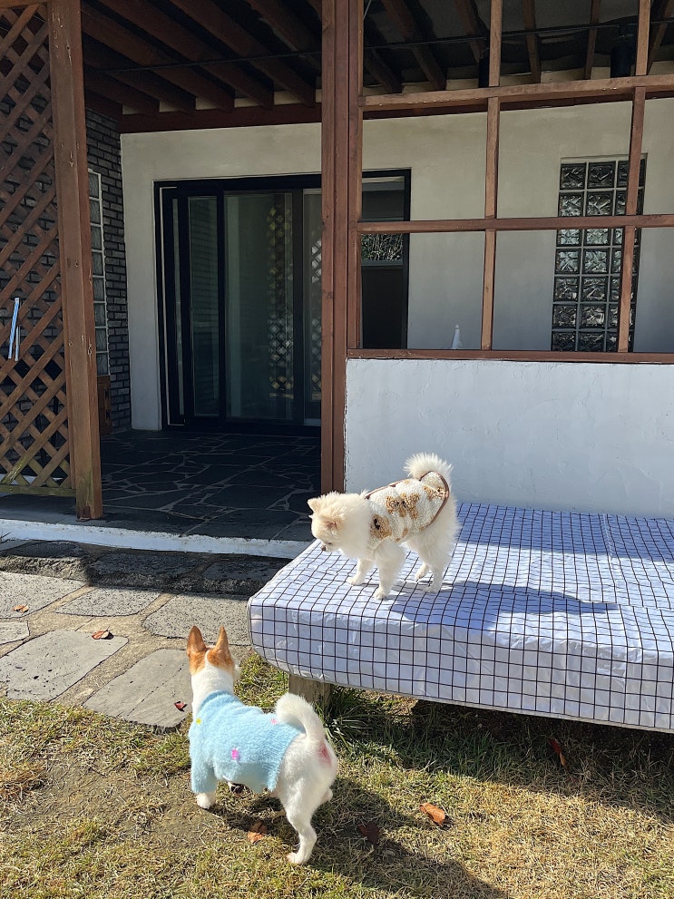  경북 대구 부산 근교 애견 동반 감성 숙소 독채 펜션 핑코하우스 내돈내산 후기, 개인 마당과 자쿠지 있음