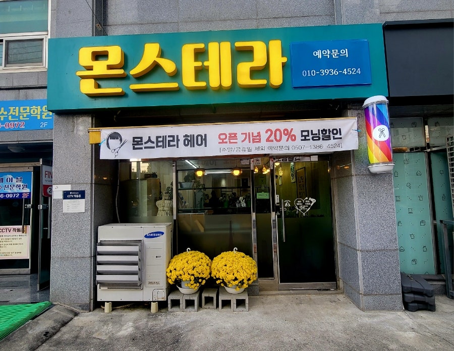 몬스테라헤어 사진 1
