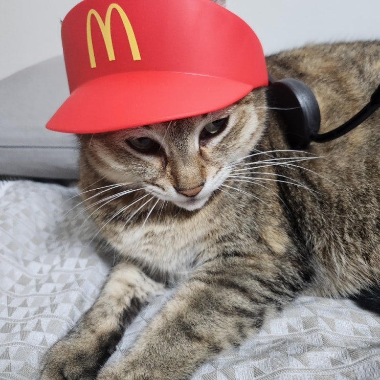 새끼 고양이 눈색, 눈 뜨는 시기 새끼 고양이 눈색, 눈 뜨는 시기