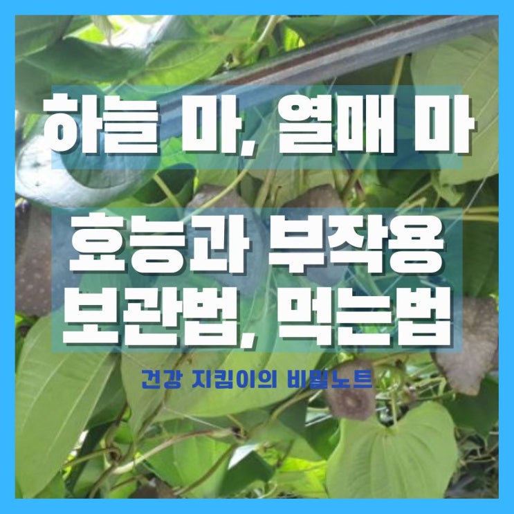  하늘마 열매마 효능 보관법 먹는법 부작용 수확 시기