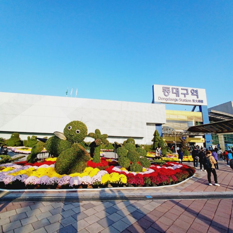  동대구역 국화꽃 힐링되네요^^