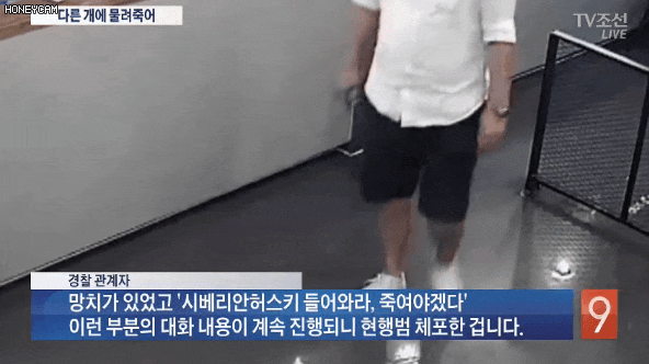  보배드림 논란이었던 노원 애견호텔 마더 강아지 사망사건