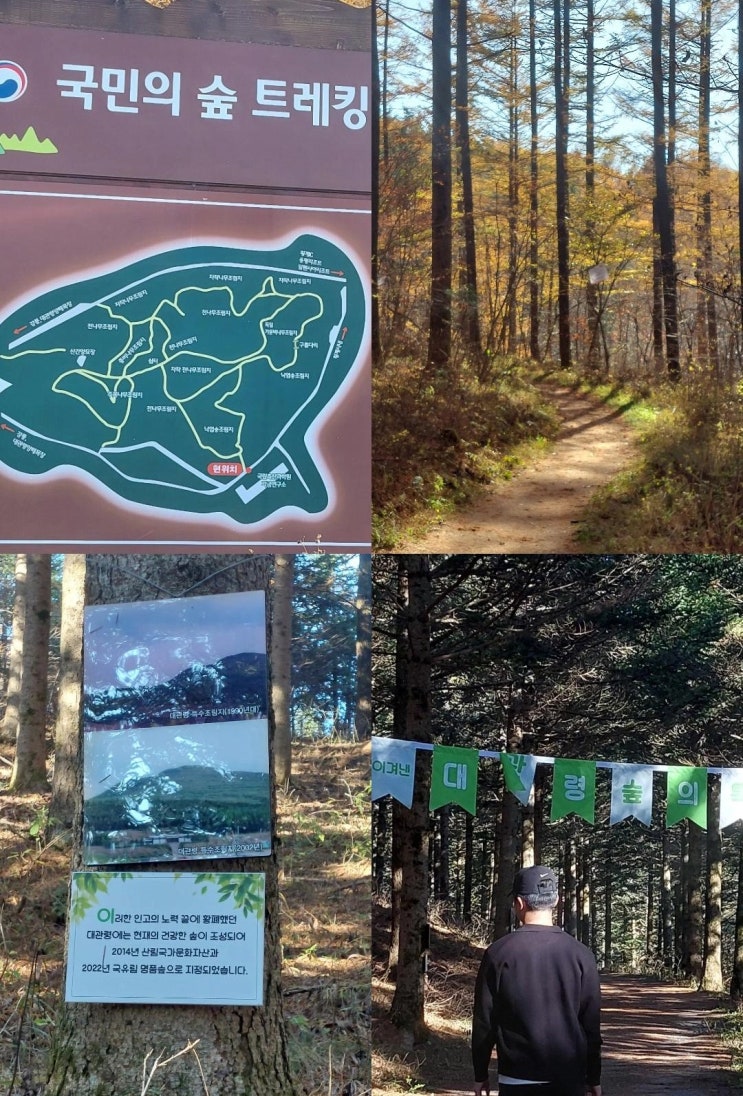  [대관령 가볼만한곳] 국민의숲 트레킹길 :: 가벼운 산책으로 좋은 숲! 입구 주차장 스탬프투어 정보