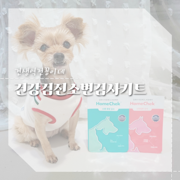  강아지 건강검진 신부전 홈체크 반려동물소변검사키트