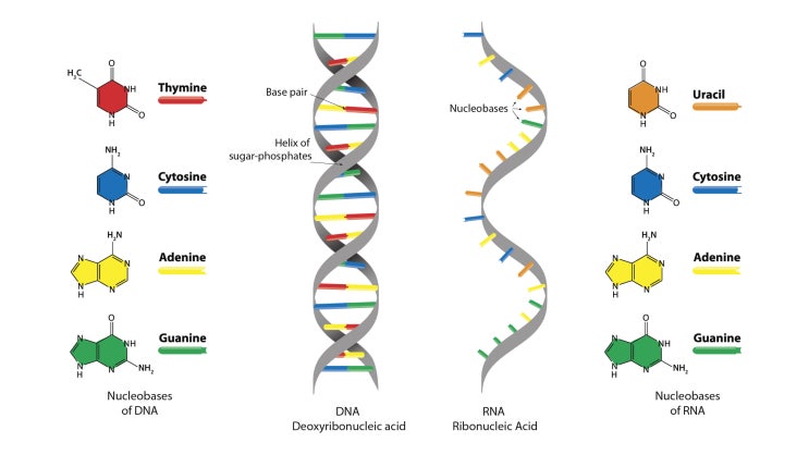 DNA의 구성 및 구조