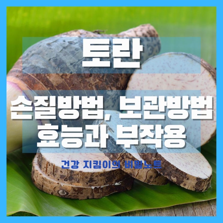  토란 효능 부작용 깐 토란 보관법 손질법