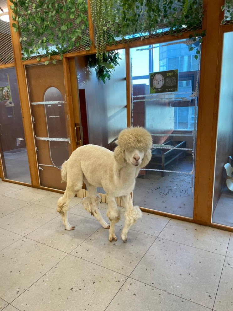 인천실내동물원 구월동 고양이 카페 쥬니멀 구월점  다녀온 후기