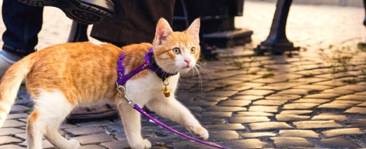 고양이 산책할때 목줄과 산책줄이 꼭 필요할까요?