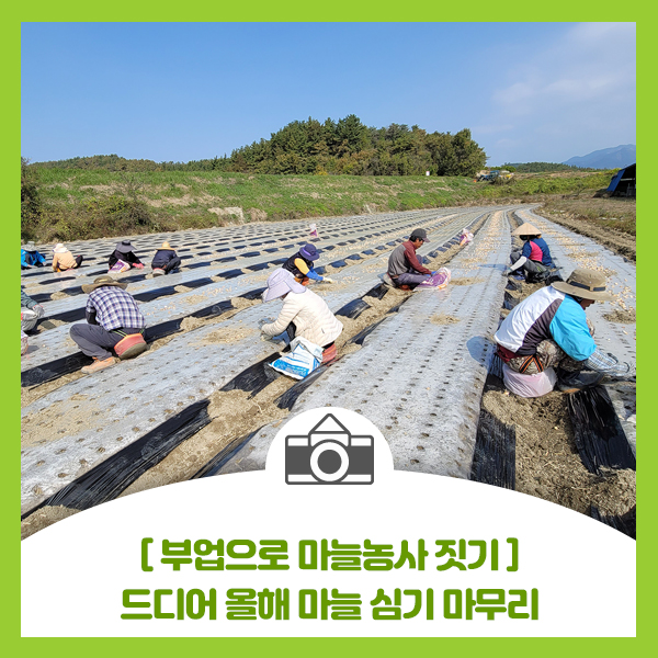  부업으로 마늘 농사 짓기, 드디어 올해 마늘 심기 마무리