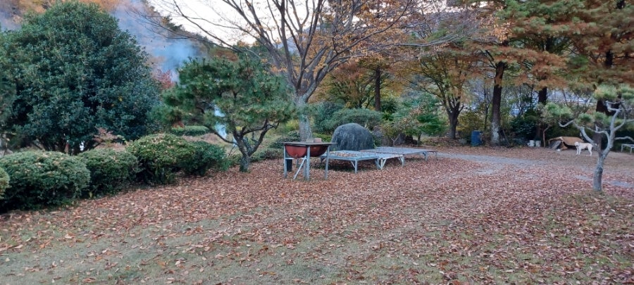 들풀 사진 3