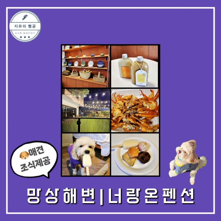  너랑온펜션ㅣ강아지 조식 애견 동반 강원도 동해 여행 추천 내돈내산 솔직한 후기