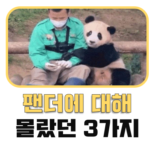 푸바오 반환 이유 동생 <b>루이바오 후이바오</b> 이름 뜻 판다에 대해... 