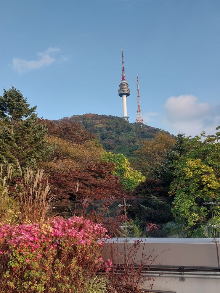 서울 단풍 명소: 남산 둘레길 가을소풍 남산 단풍나무길 서울 단풍 명소: 남산 둘레길 가을소풍 남산 단풍나무길